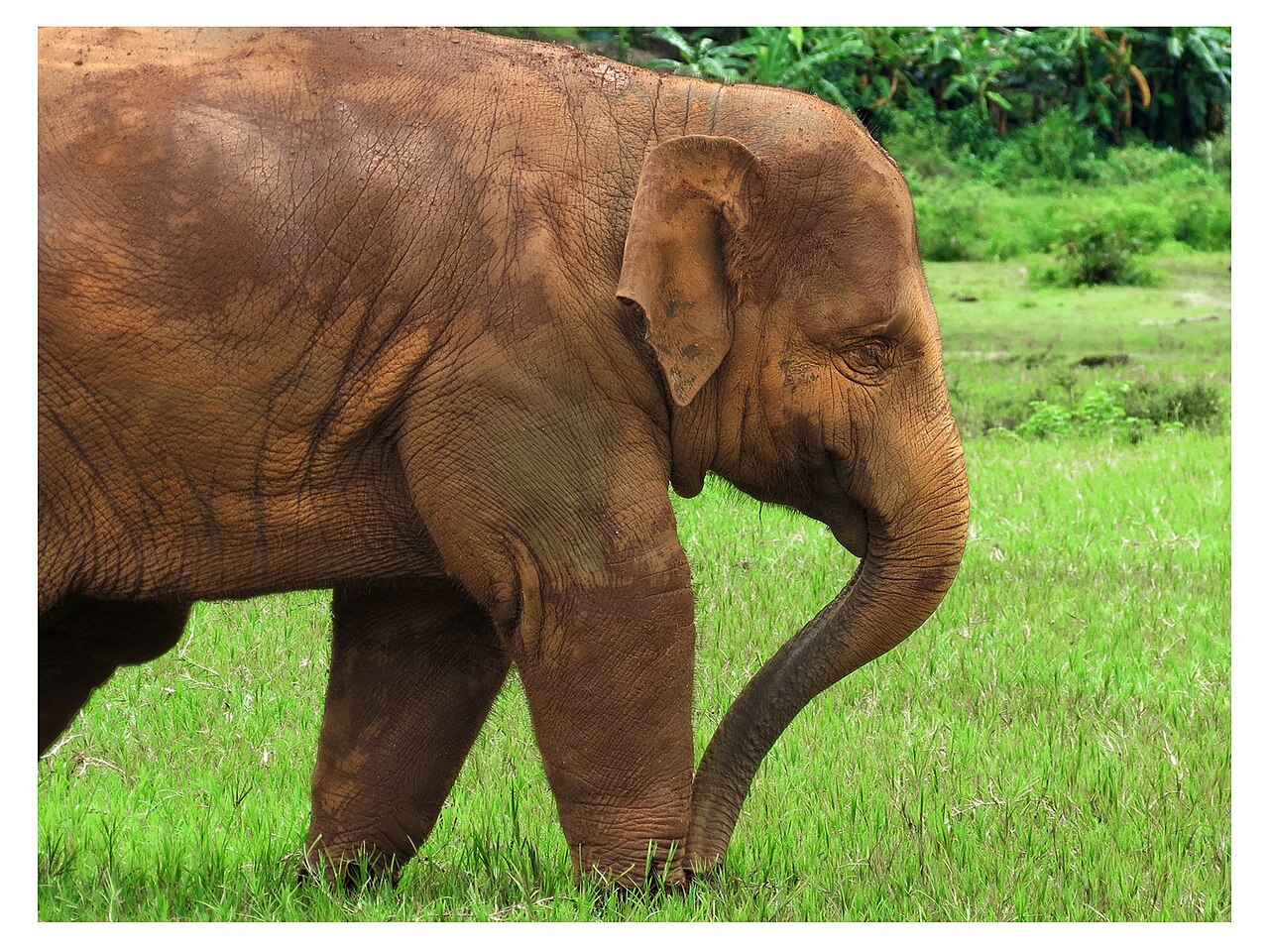 Chiang Mai 封面