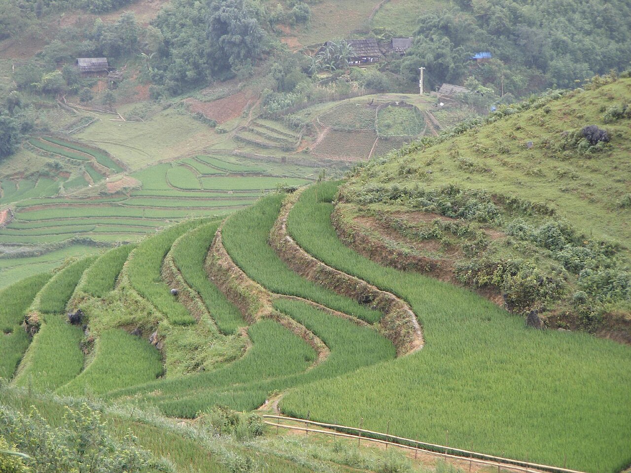 Sapa 封面