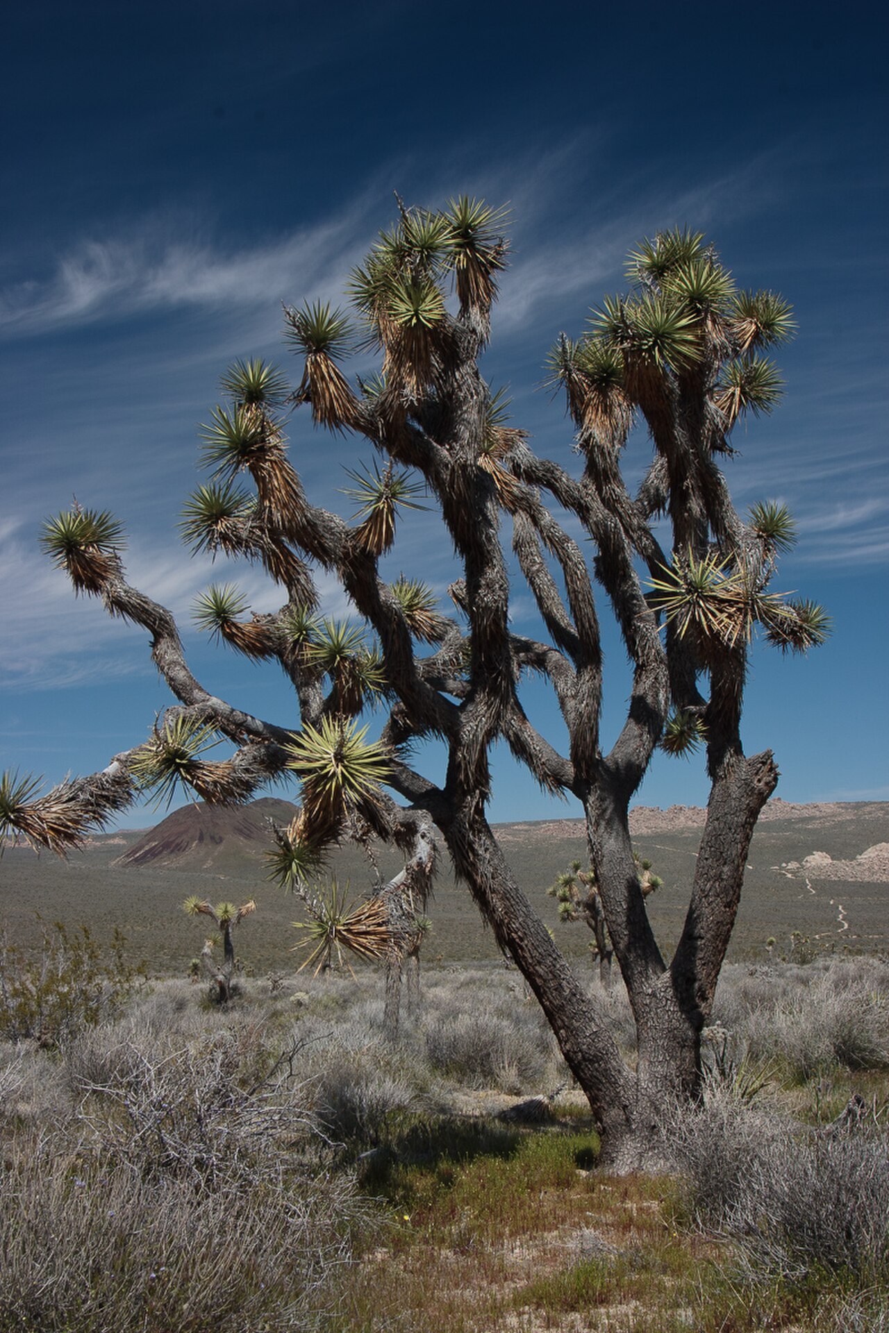 Joshua Tree 封面