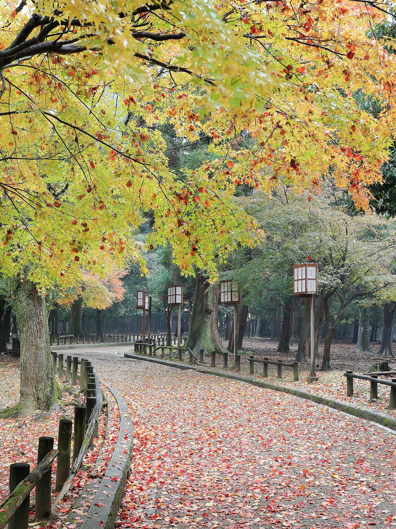 Nara 封面