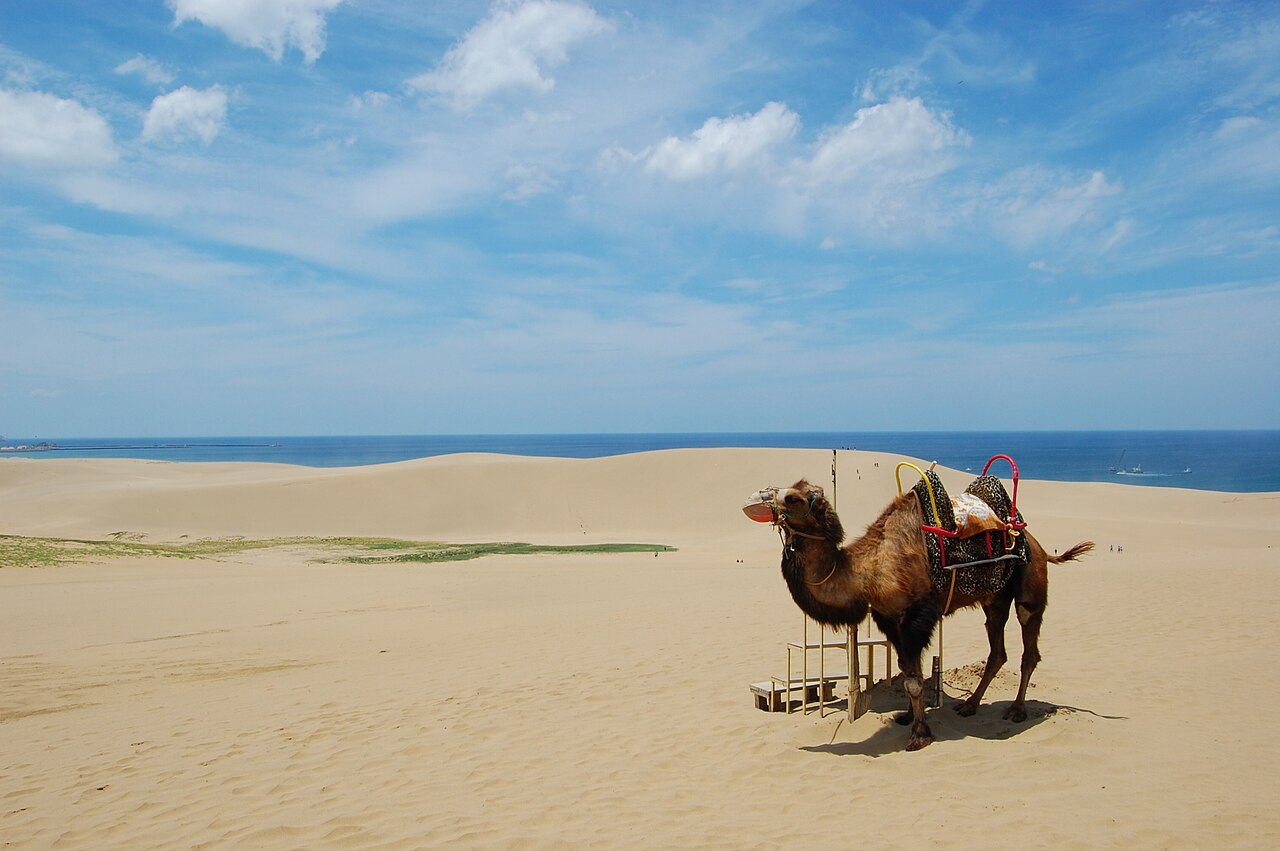 Tottori 封面