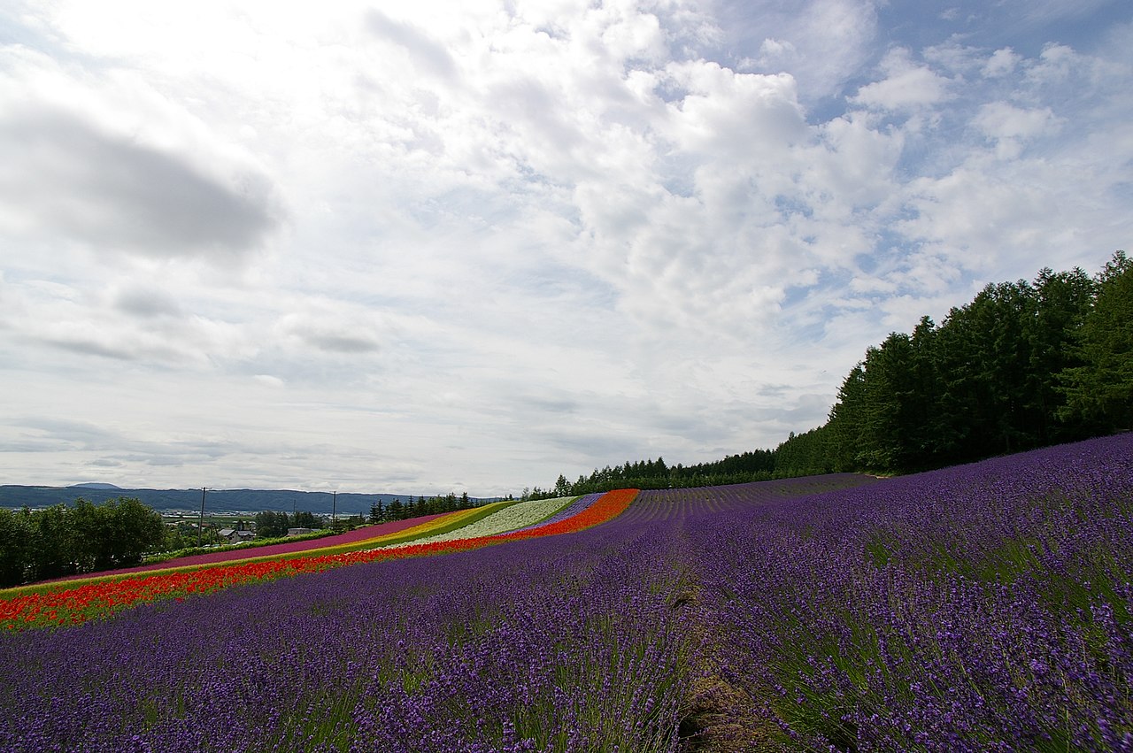 Furano 封面