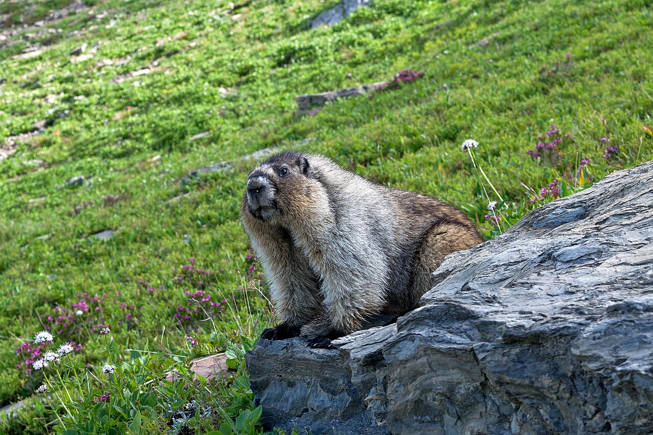 Glacier National Park 封面