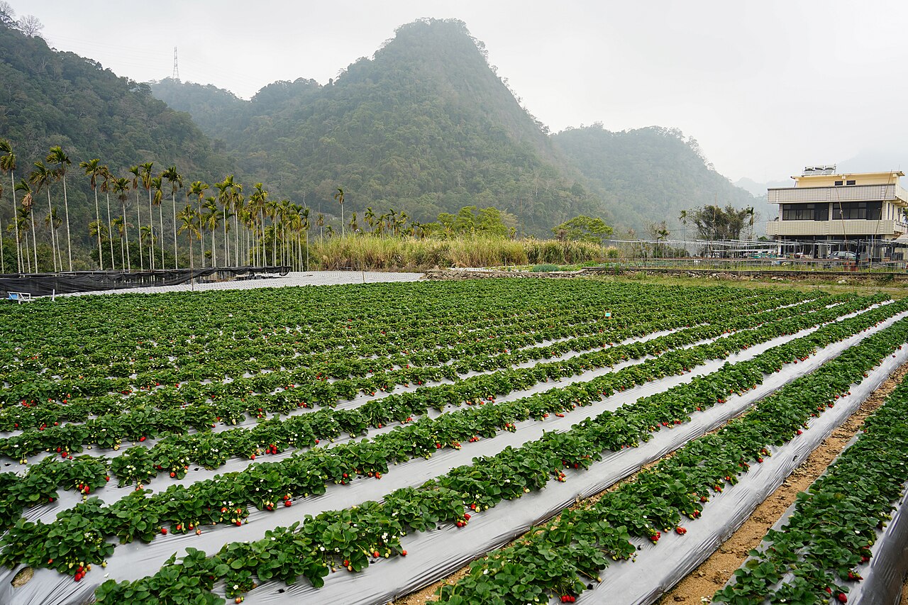 Miaoli 封面